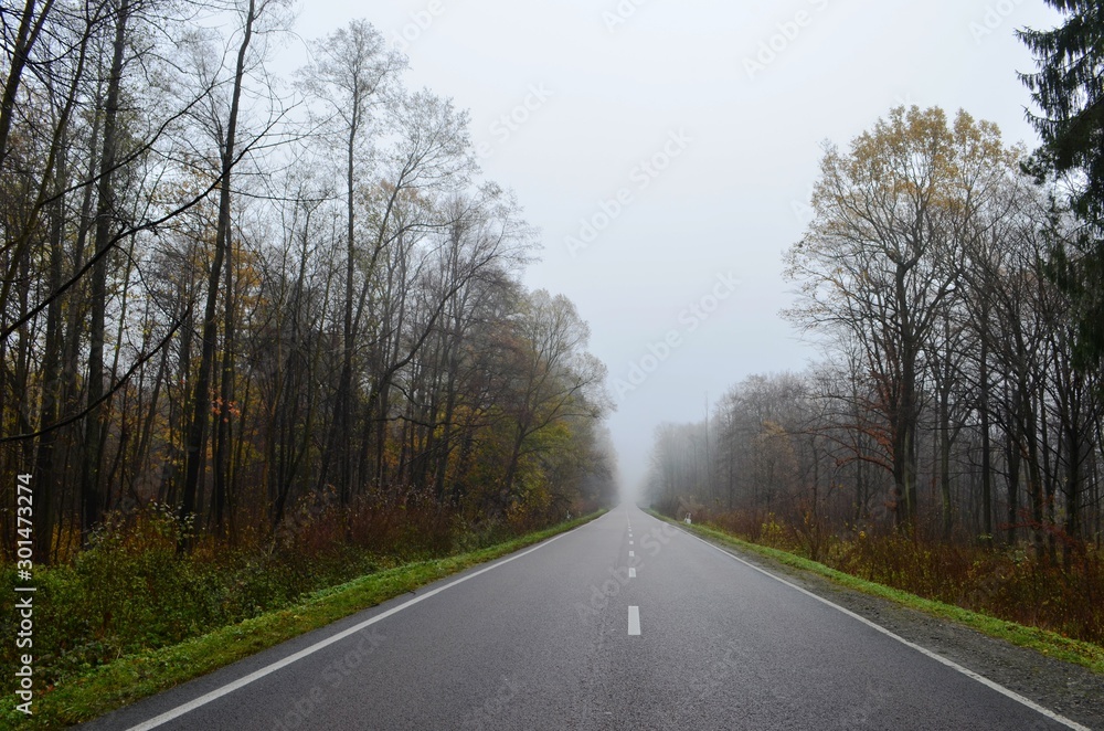 Highway through foggy forest