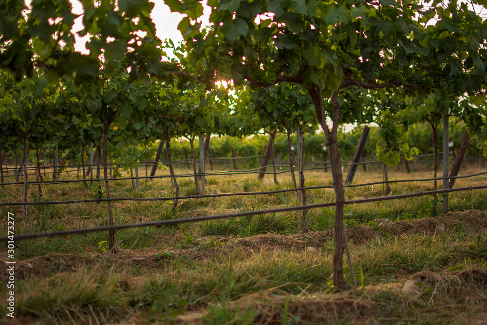 Vineyard landscape with irrigation system with drip of water, at sunset. Raïmat wines. Caberneet Sauvignon.Merlot, syrah, Pynot noir.