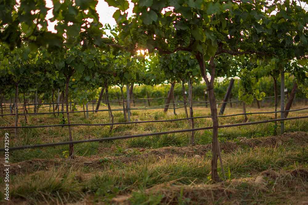 Vineyard landscape with irrigation system with drip of water, at sunset. Raïmat wines. Caberneet Sauvignon.Merlot, syrah, Pynot noir. Vineyard landscape with irrigation system with drip of water, at sunset. Raïmat wines. Caberneet Sauvignon.Merlot, syrah, Pynot noir.