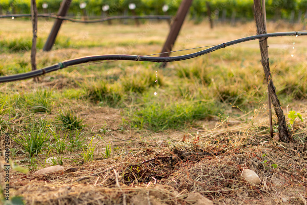 Fototapeta premium Vineyard landscape with irrigation system with drip of water, at sunset. Raïmat wines. Caberneet Sauvignon.Merlot, syrah, Pynot noir.