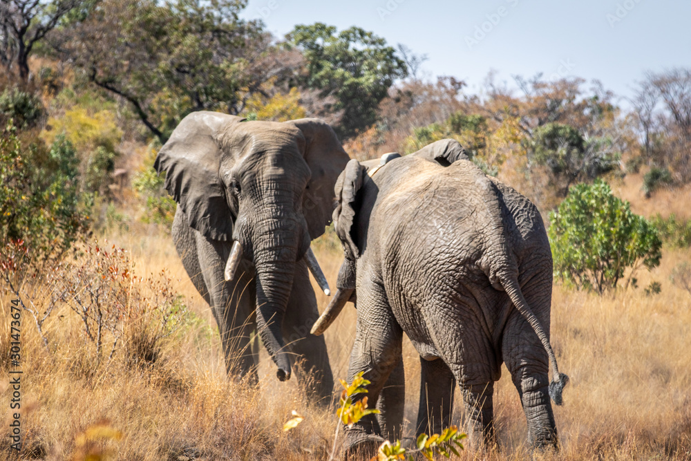 Fototapeta premium Two big male Elephants playing.