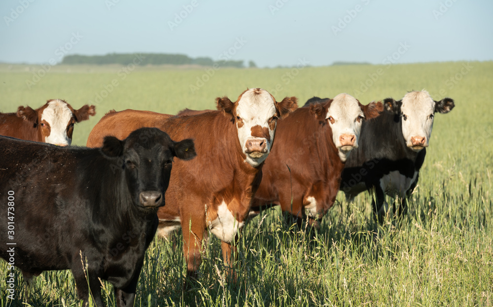 Herd of young cows Herd of young cows