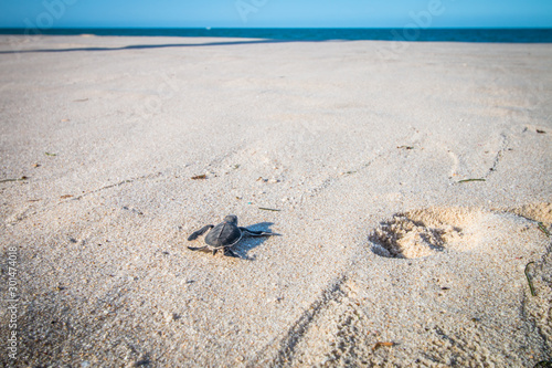 Green sea turtle hatchling on the beach. © simoneemanphoto
