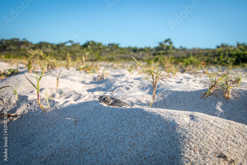 Foto Green sea turtle hatchling on the beach.