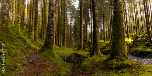 Fototapeta Naklejka Na Ścianę i Meble -  Spruce Forest