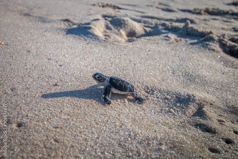 Green sea turtle hatchling on the beach. Green sea turtle hatchling on the beach.