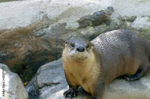 Wet Otter Looking Annoyed photo