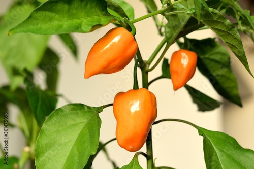 Orange Habanero chilli peppers