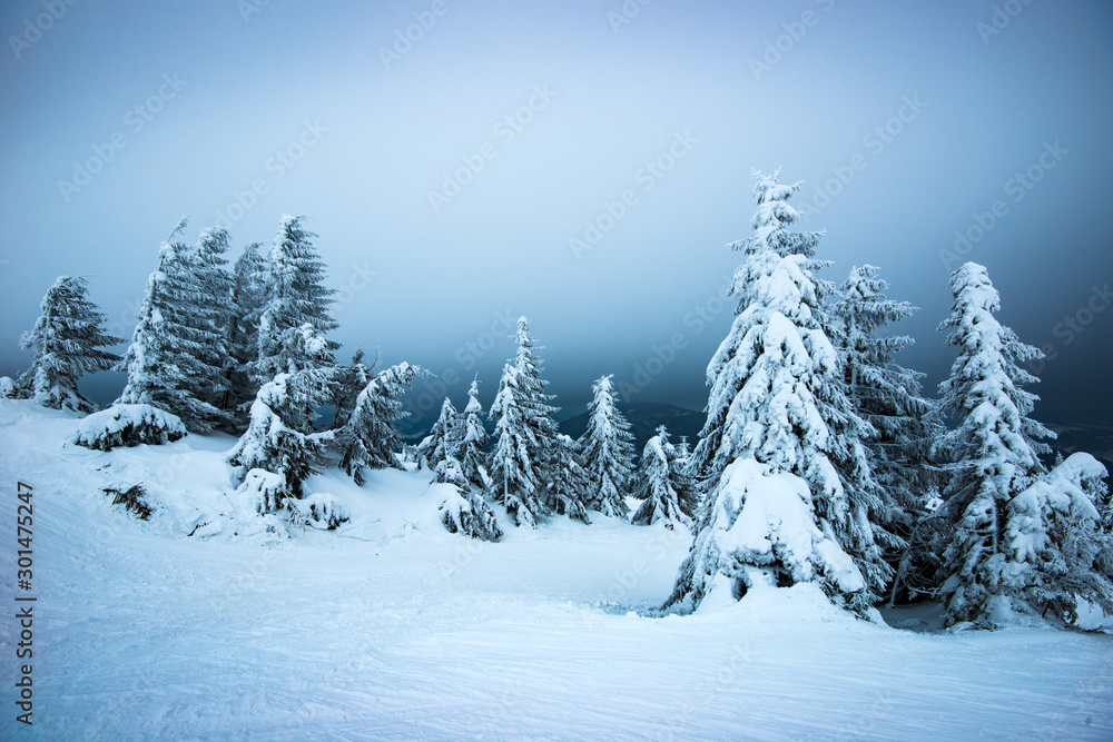Fir trees swaying in the wind in the snow Fir trees swaying in the wind in the snow