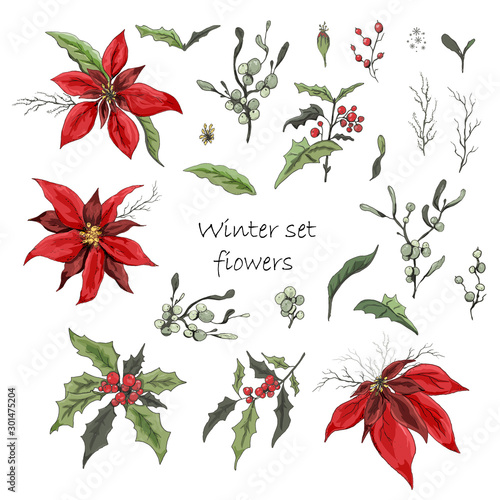 Set of winter flowers (poinsettia, white mistletoe, Holly) isolated on a white background. realistic hand-drawn doodles, colorful ornaments, decorations for seasonal cards, posters, advertising. 