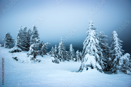 Fir trees swaying in the wind in the snow