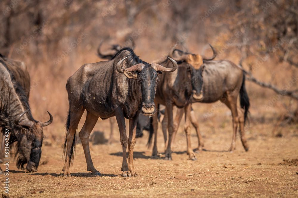 Blue wildebeest standing in the grass. Blue wildebeest standing in the grass.