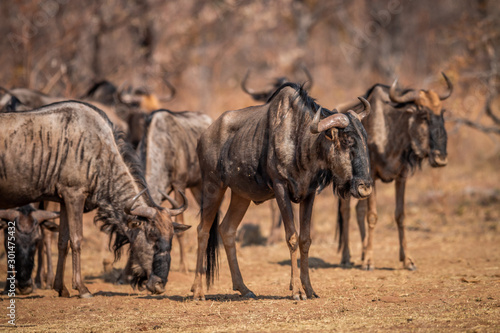 Fototapeta Naklejka Na Ścianę i Meble -  Blue wildebeest standing in the grass.