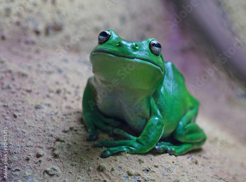 A green tree frog amphibian © eqroy