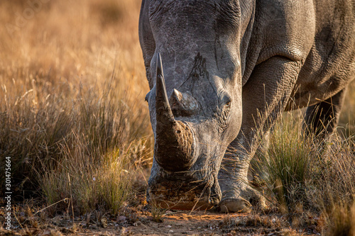 Photo Close up of a White rhino head.