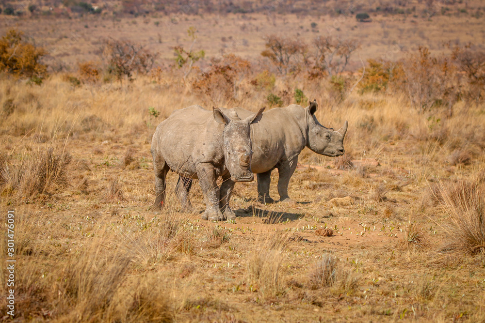 Two White rhinos standing in the grass. Two White rhinos standing in the grass.
