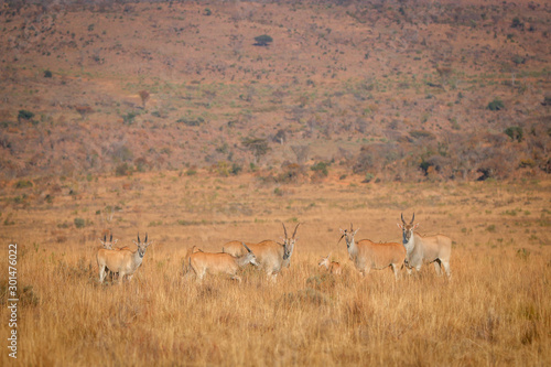 Herd of Eland standing in the high grass.