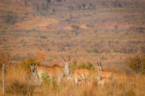 Herd of Eland standing in the high grass.