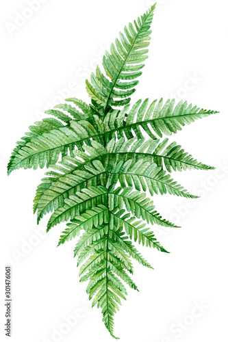 green leaf of fern on an isolated white background, watercolor, hand-drawing, botanical painting