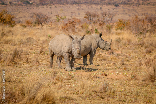 Two White rhinos standing in the grass.