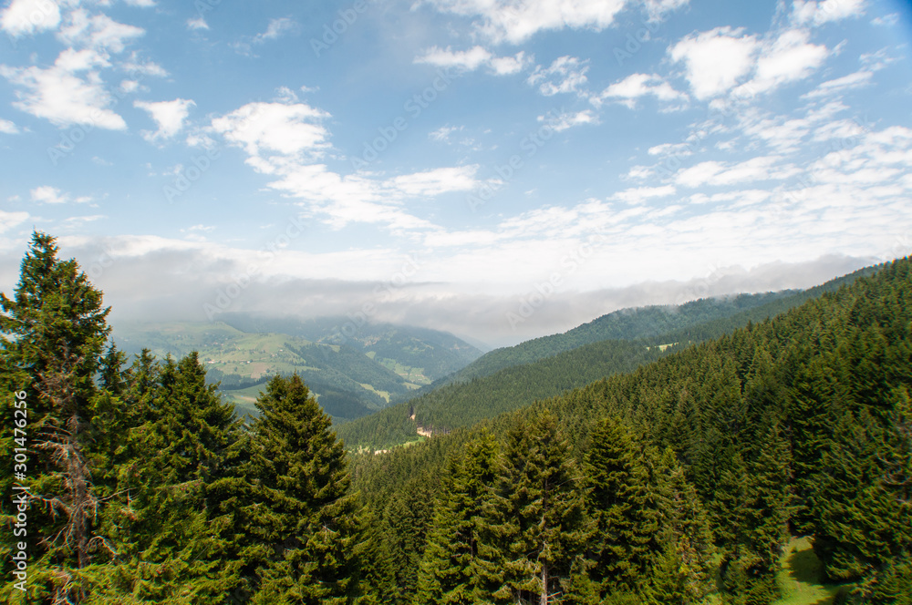 Fototapeta premium forest and mountains