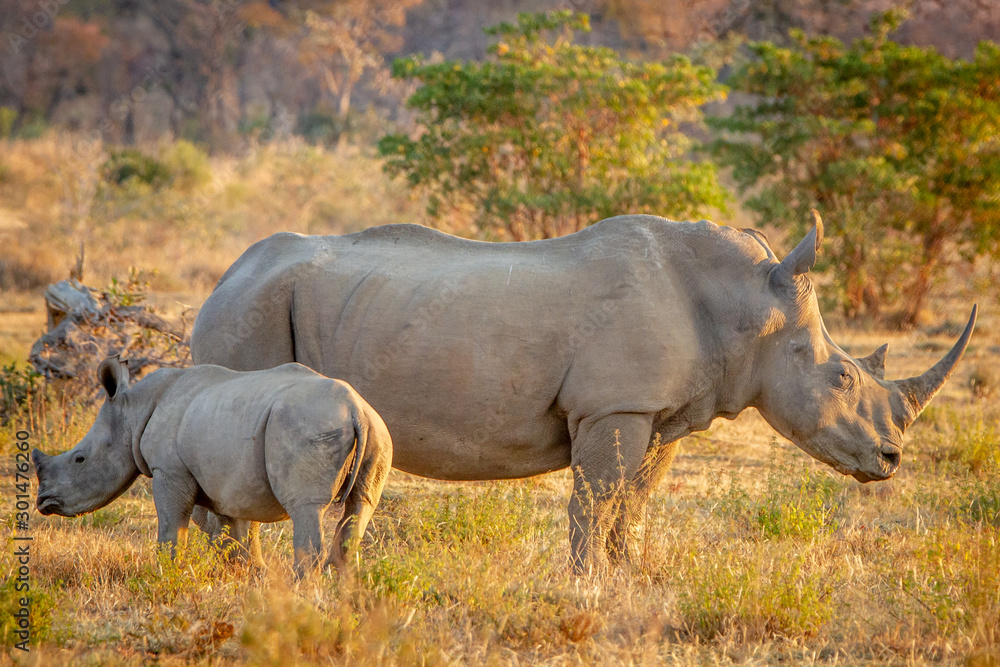 Fototapeta premium White rhino mother and baby calf in the grass.