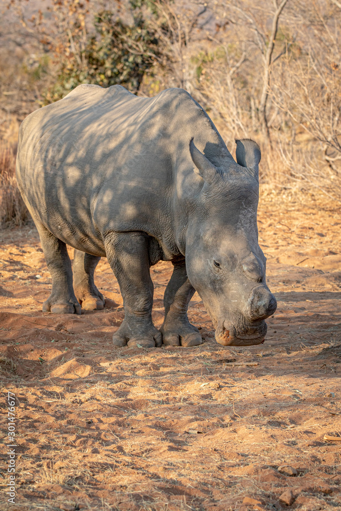 Dehorned White rhino grazing in the bush. Dehorned White rhino grazing in the bush.