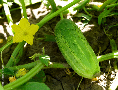 Green fresh cucumbers growing on a stalk. Growing vegetables. Flowering cucumber. Prickly little cucumber.