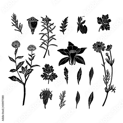Hand drawn botanical illustrations with various plants and herbs. Detailed drawings with vintage textures.