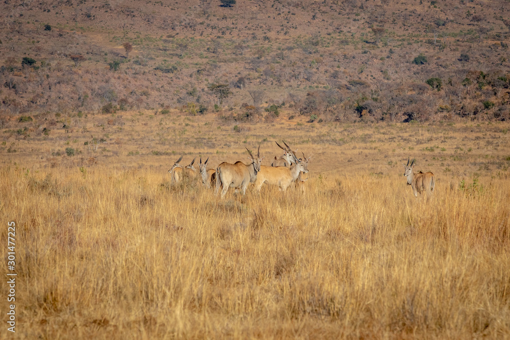 Herd of Elands in the high grass. Herd of Elands in the high grass.