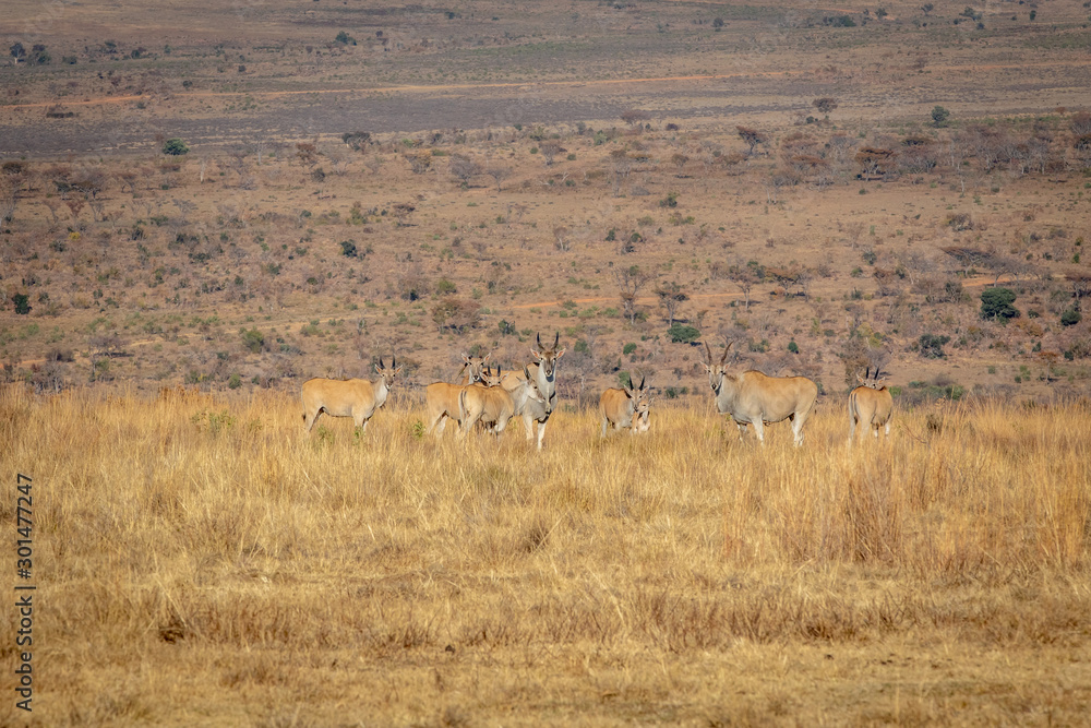 Naklejka premium Herd of Elands in the high grass.