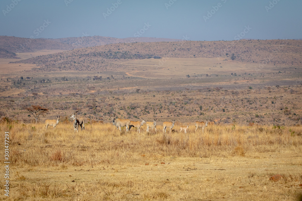 Naklejka premium Herd of Elands in the high grass.