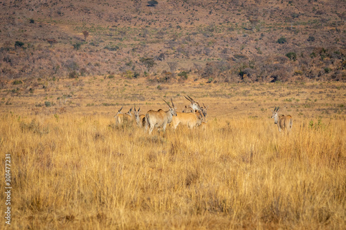 Herd of Elands in the high grass. © simoneemanphoto