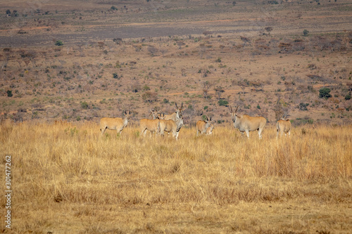 Herd of Elands in the high grass.