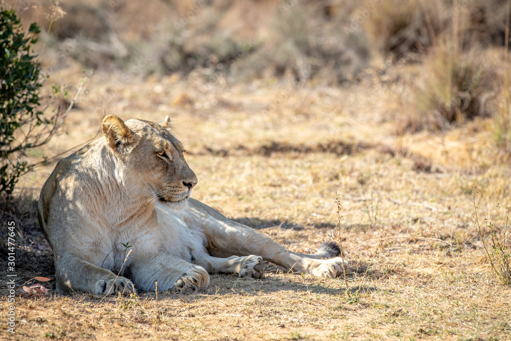 Fototapeta premium Lioness laying in the grass under a bush.
