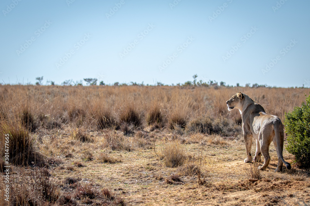 Obraz premium Lioness scanning the plains for prey.