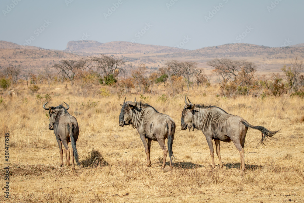 Three Blue wildebeest standing in the grass.