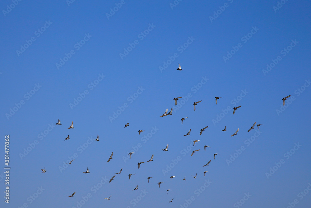 Many pigeons fly in the sky