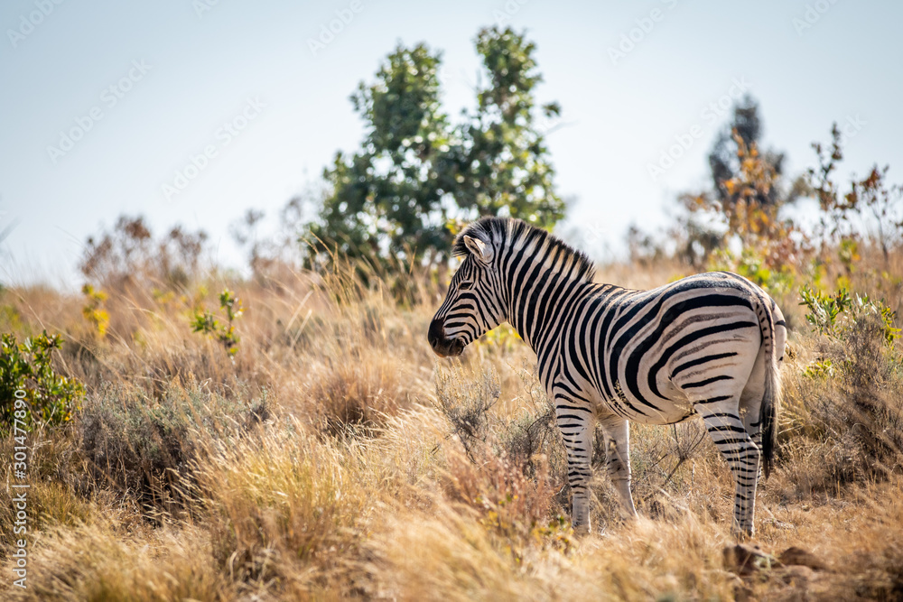 Zebra standing in the high grass. Zebra standing in the high grass.