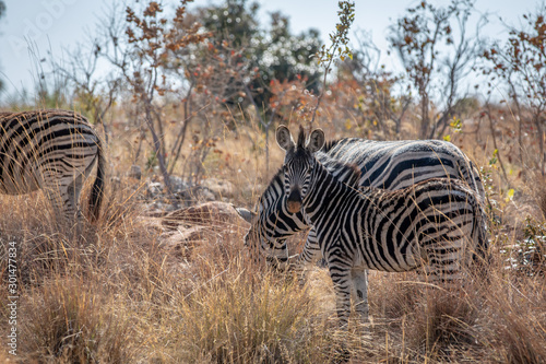 Zebras standing in the high grass.