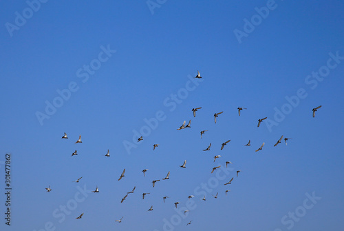 Many pigeons fly in the sky