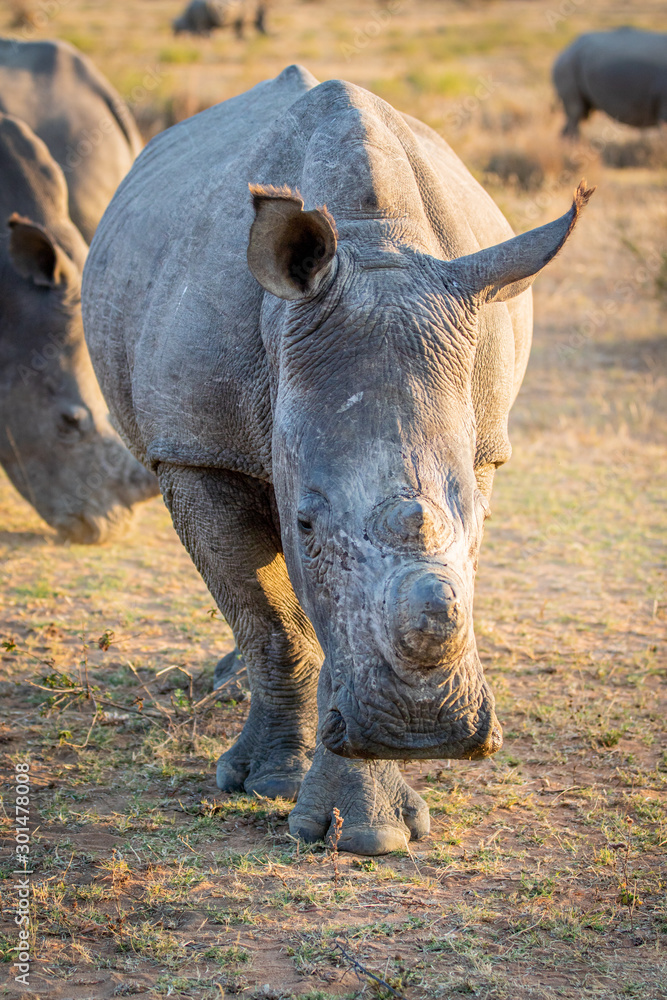 Obraz premium Close up of White rhino starring at the camera.