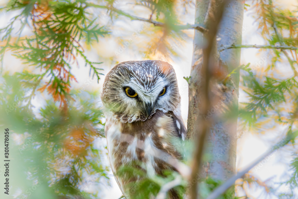 Saw Whet owl perched in a forest of cedars, in north Quebec, Canada. Saw Whet owl perched in a forest of cedars, in north Quebec, Canada.