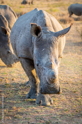 Close up of White rhino starring at the camera.
