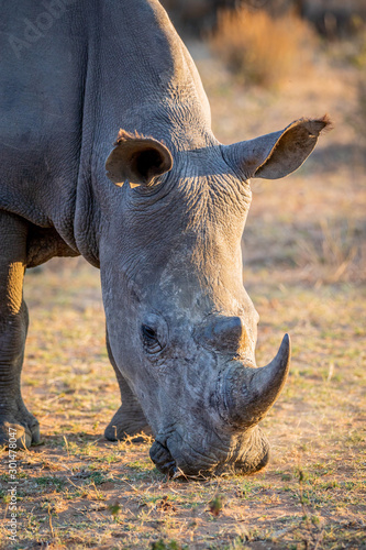 Close up of a White rhino grazing.