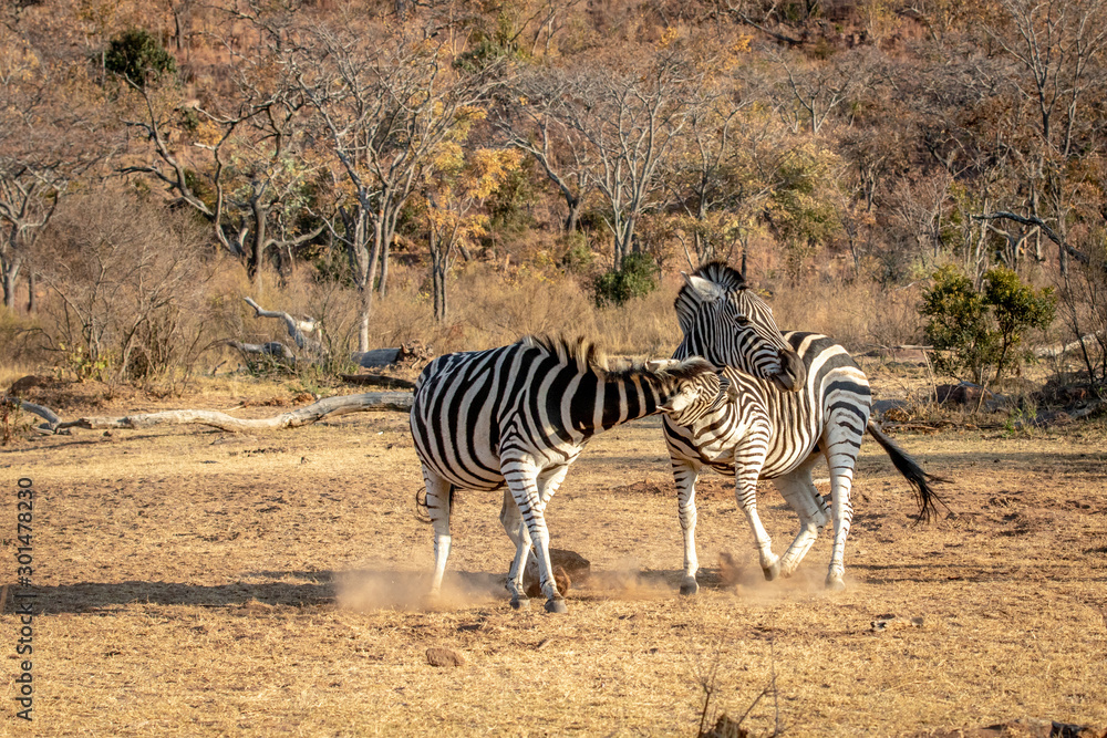 Obraz premium Two Zebras fighting on a plain.