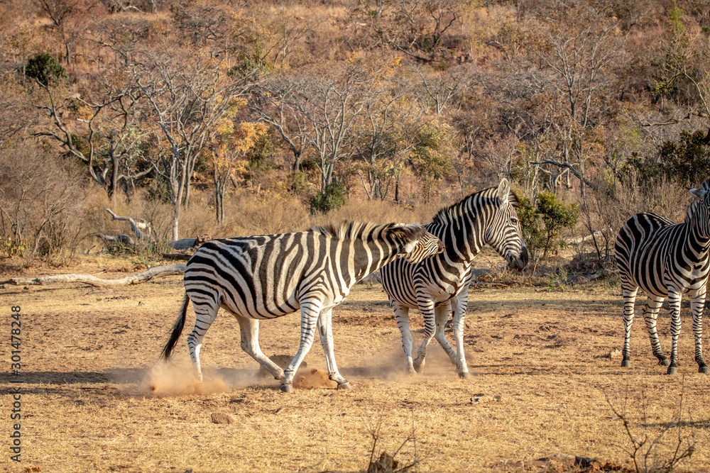 Obraz premium Two Zebras fighting on a plain.