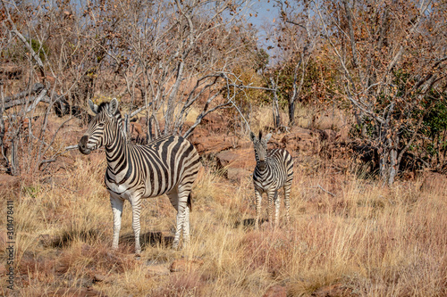 Mother Zebra with a baby Zebra.