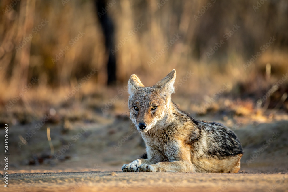 Black-backed jackal laying in the sand. Black-backed jackal laying in the sand.