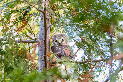 Saw Whet owl perched in a forest of cedars, in north Quebec, Canada. photo